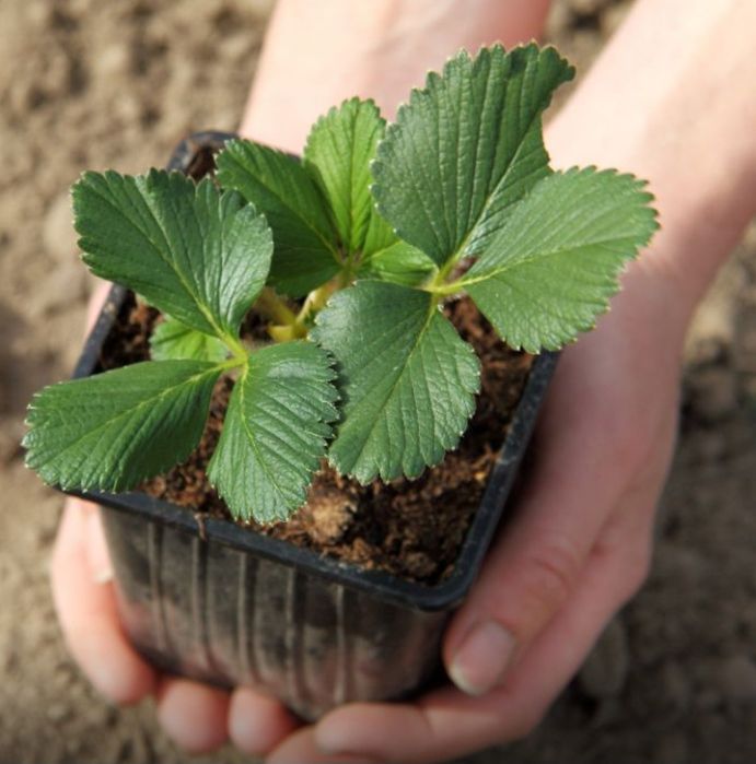 Stoloni căpșuni la ghiveci