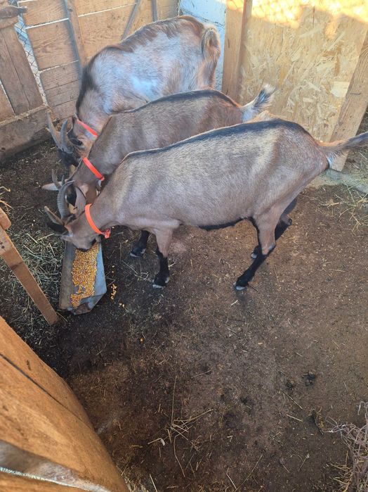 Vand 2 capre si un țap