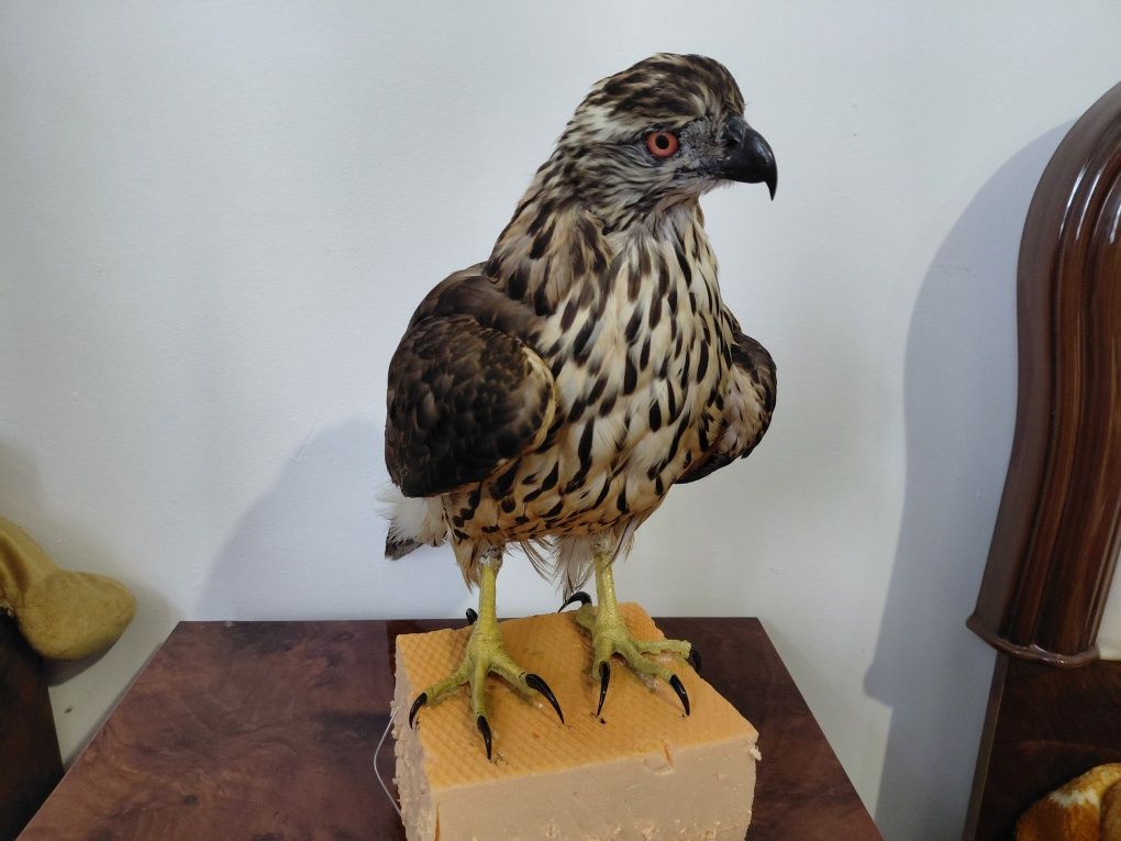 Uliu impaiat, taxidermie