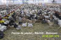 Ferma Rachiti vinde pui colorati, albi de carne si bibilici