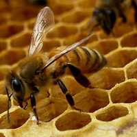 Продам пчел на высадку