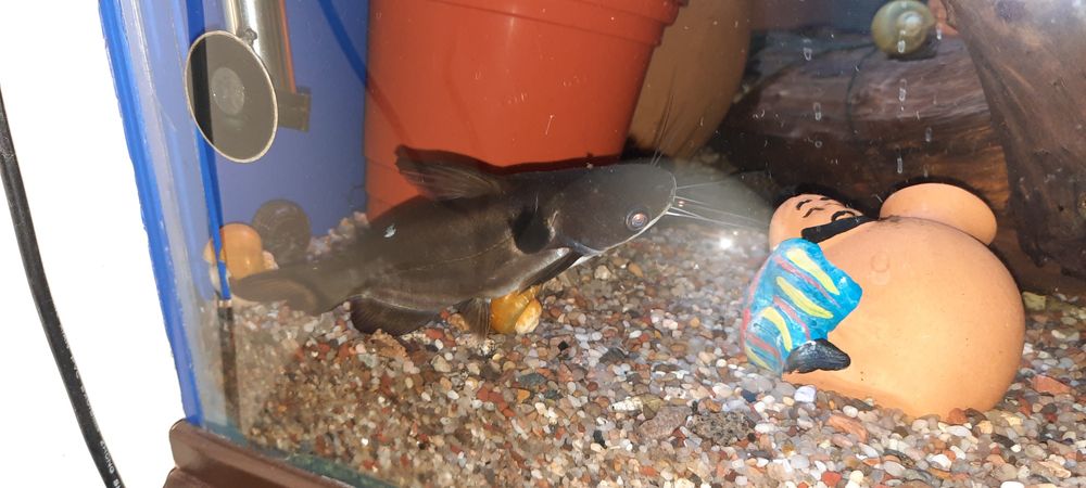 Продаю сома со своего аквариума