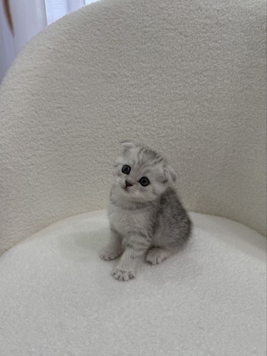 Продам котенка Шотландская