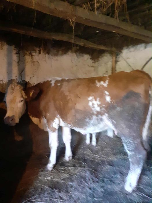 Vaca cu vițel de vânzare