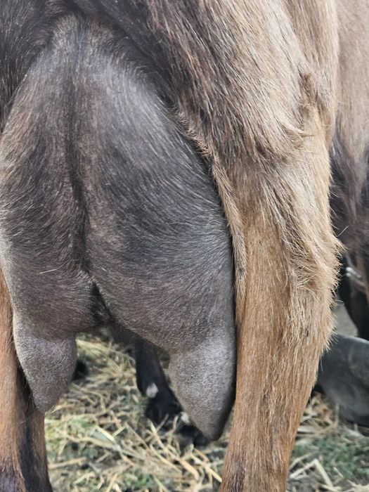 Disponibile 2 capre de vanzare si un tapisor de asta primăvară