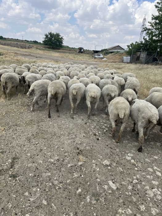 Oi merinoase gestante(depuse)