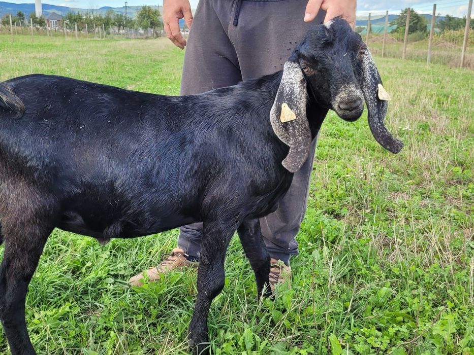 Tap rasa anglo nubian cu certificat de origine pedigree