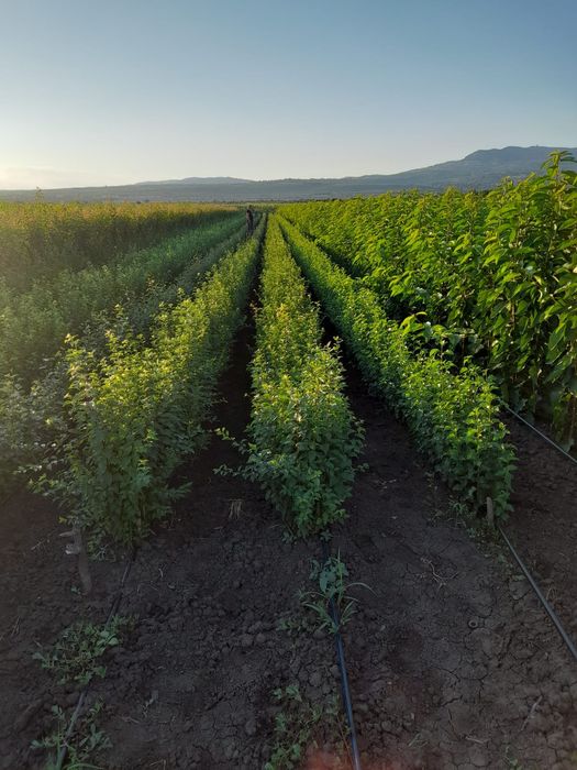 Butasi vita de vie și pomi fructiferi