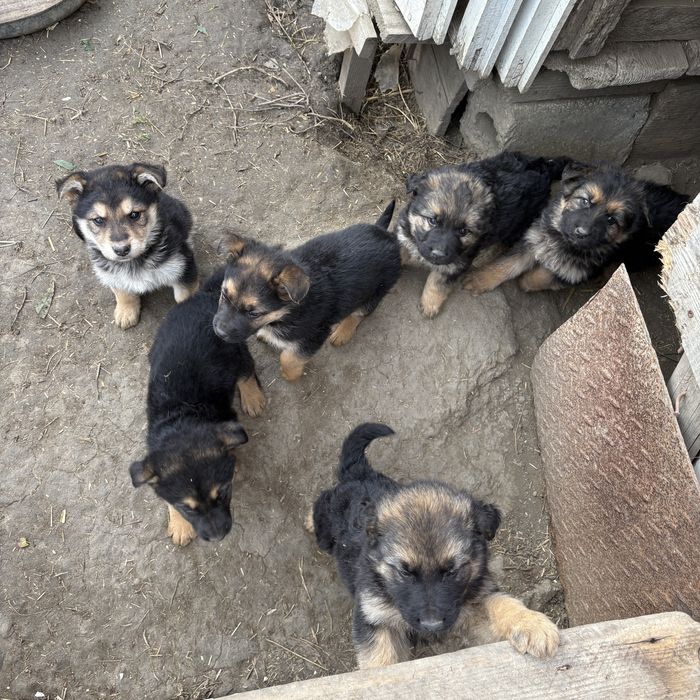 Donez Catei Ciobanesc German Metis