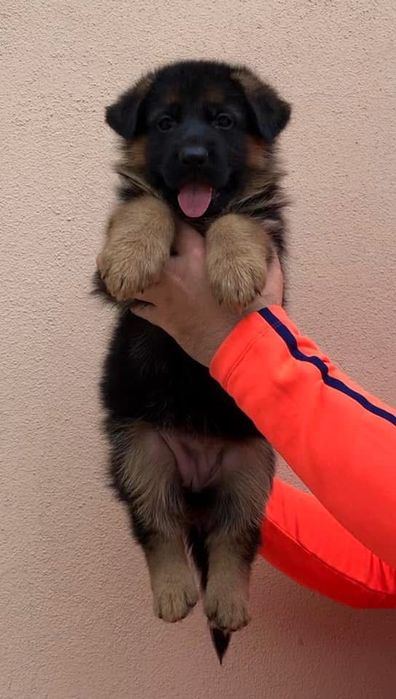 Femela ciobanesc german cu pedigree top