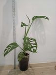 Monstera Adansonii