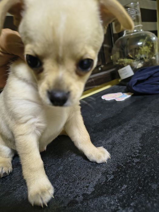 Мини чихуахуа продавам