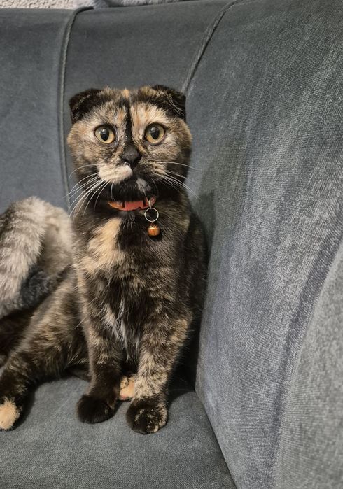 Шотландско клепоухо коте