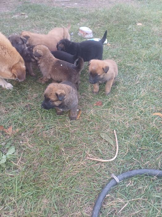 Ofer gratuit catelusi.