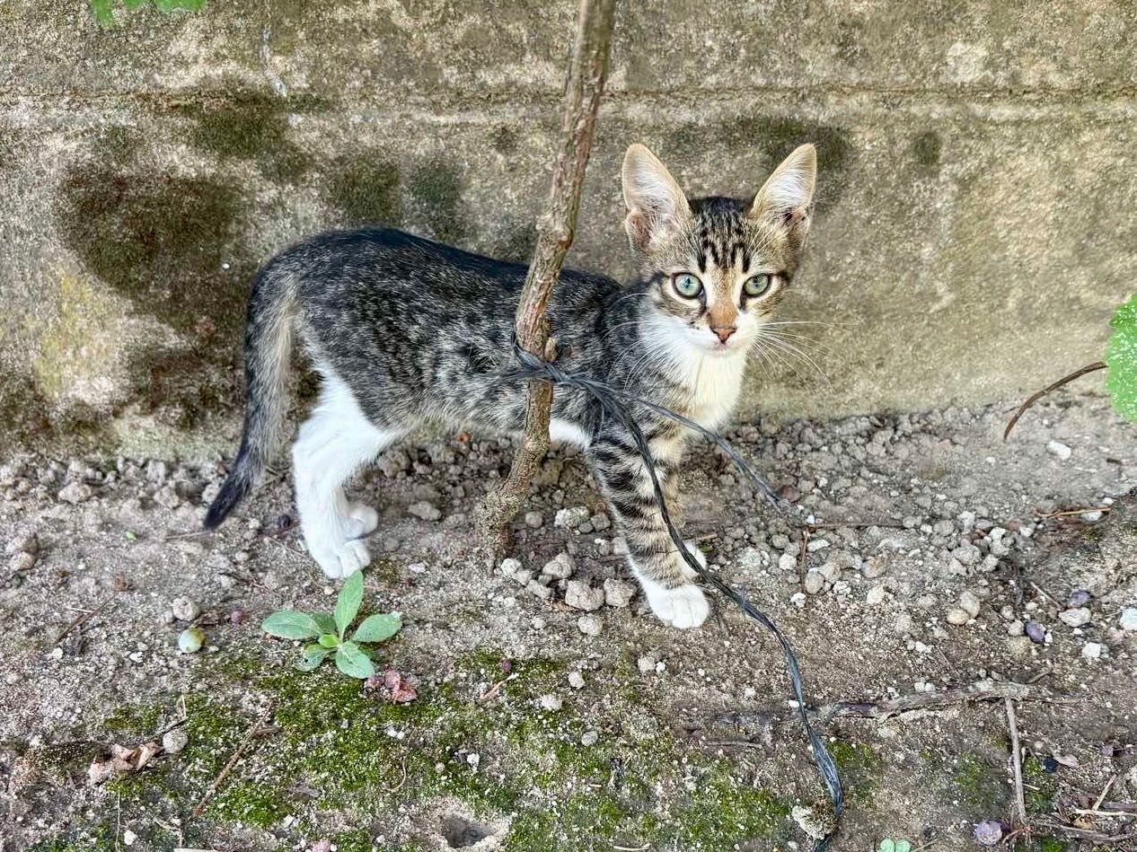 Подарявам котенца