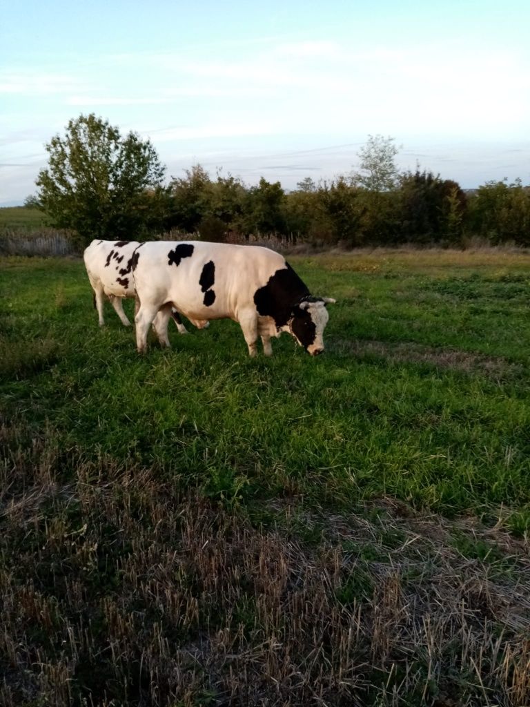 Vand tauri si vitei nou nascuti