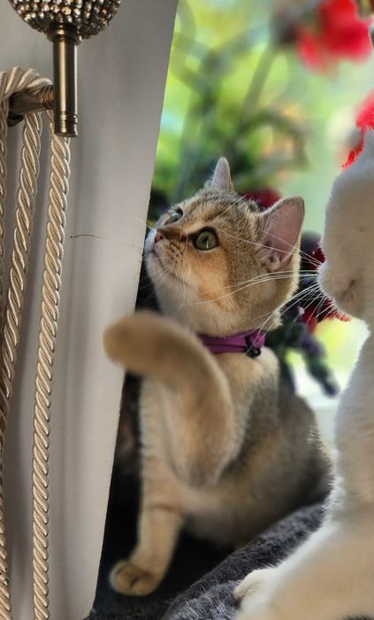British Shorthair Golden cu pedigree