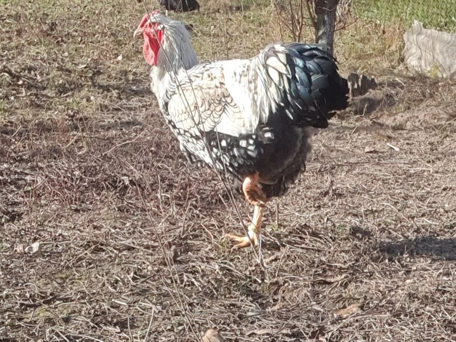 Pereche wyandotte argintiu