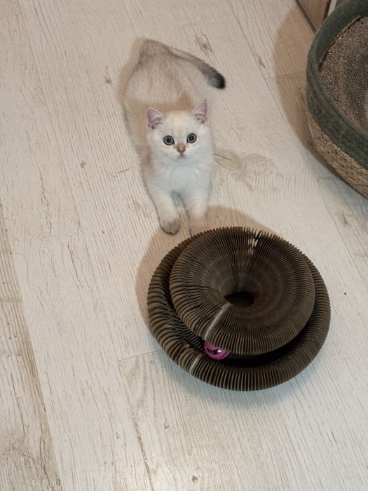 Късокосместа британка златна  чинчила  BRY