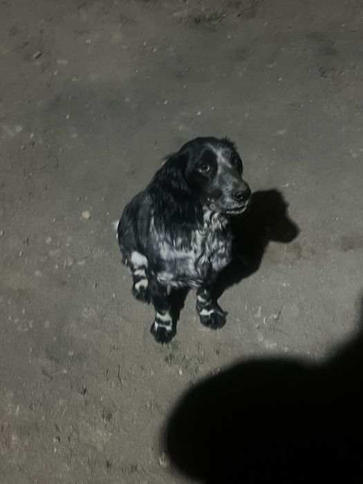 Продам щенка русский спаниель чистый с прививкамм