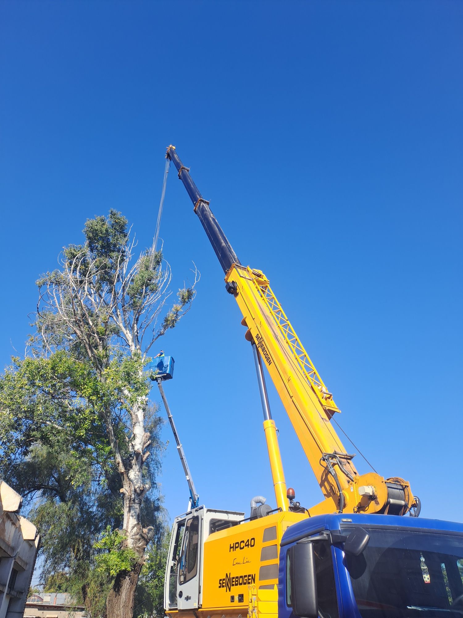 Tăieri Arbori/Fasonare/Toaletare/Alpinism Utilitar 24/7