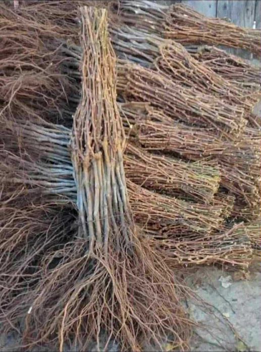 Vita de vie altoită si hibrid