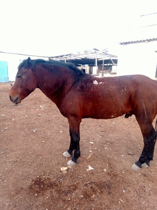 Мінетін  жуас жылқы сатылады.