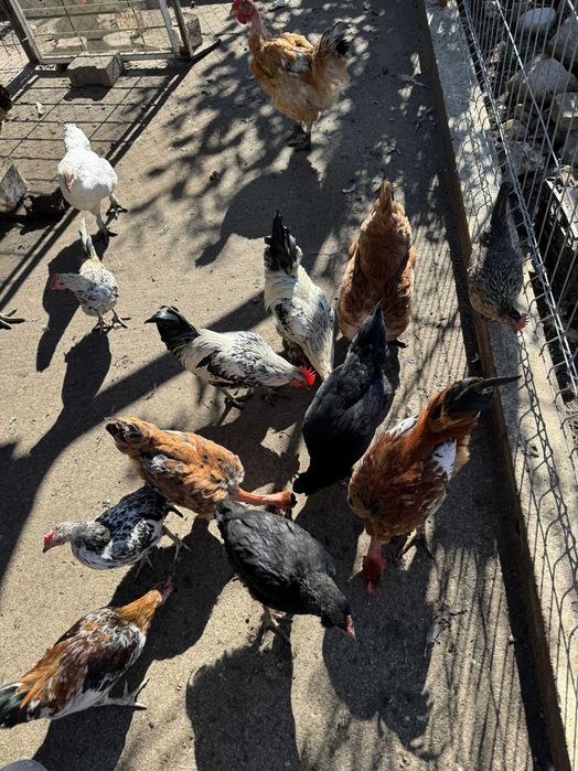 Perechi gaini pitice