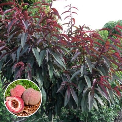 Pomi Fructiferi la Ghiveci (Piersic )