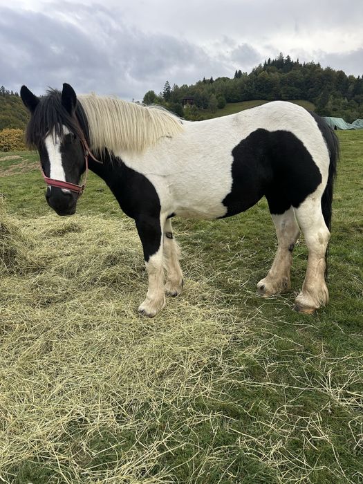 Vand iapa gypsy vanner 4 ani
