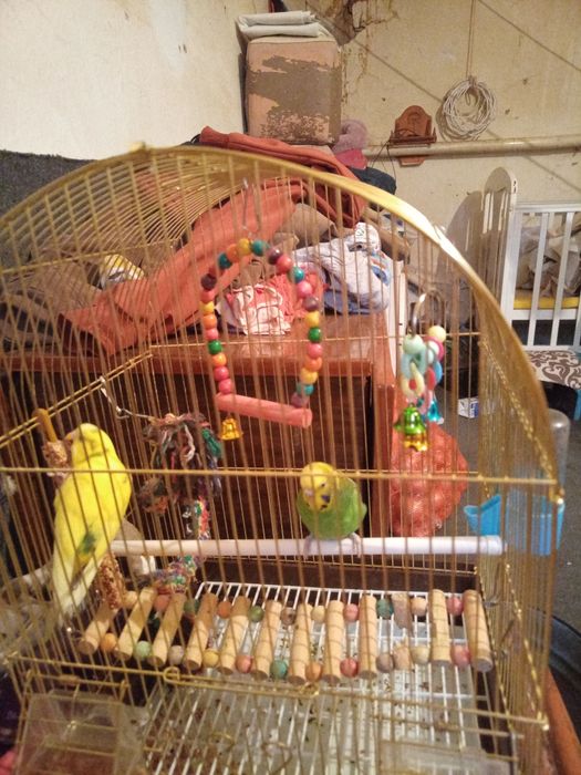 Продам попугаев девочка и мальчик