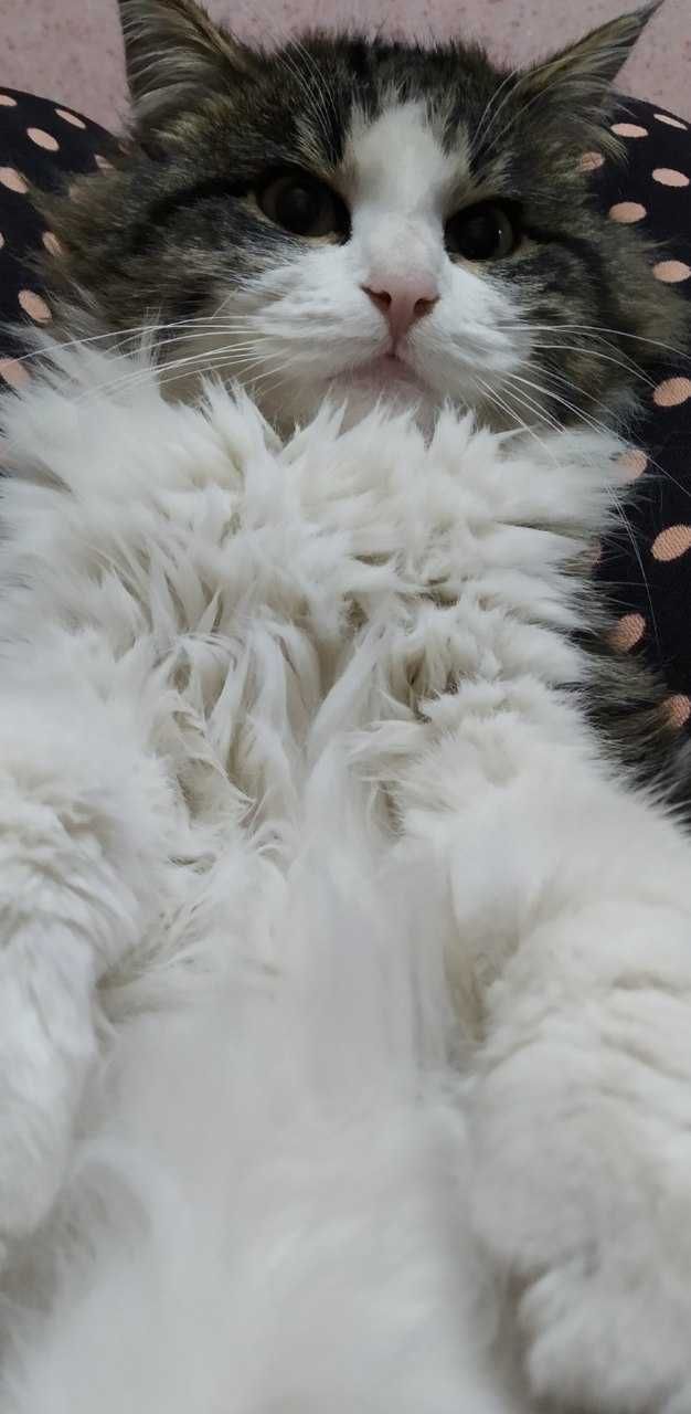 Turk angora mushuk