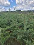 Leylandi,laur englezesc,photinia,arbore de mătase,platan,arbore lalea