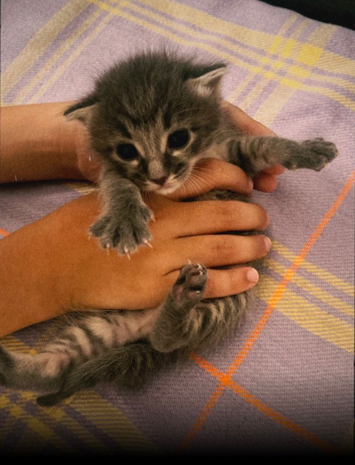 Отдам в хорошие руки