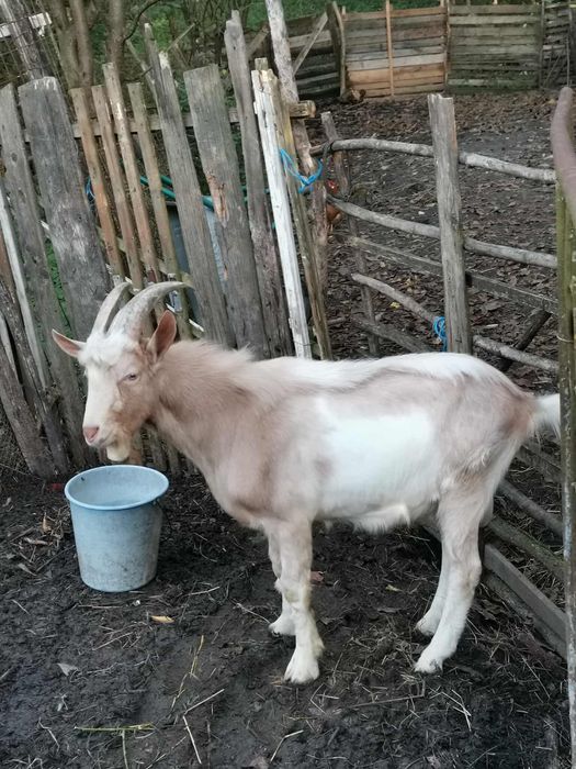 Vând țap rasa saanen