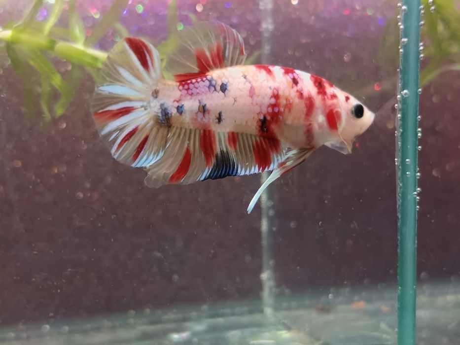 Masculi betta tineri, multicolori