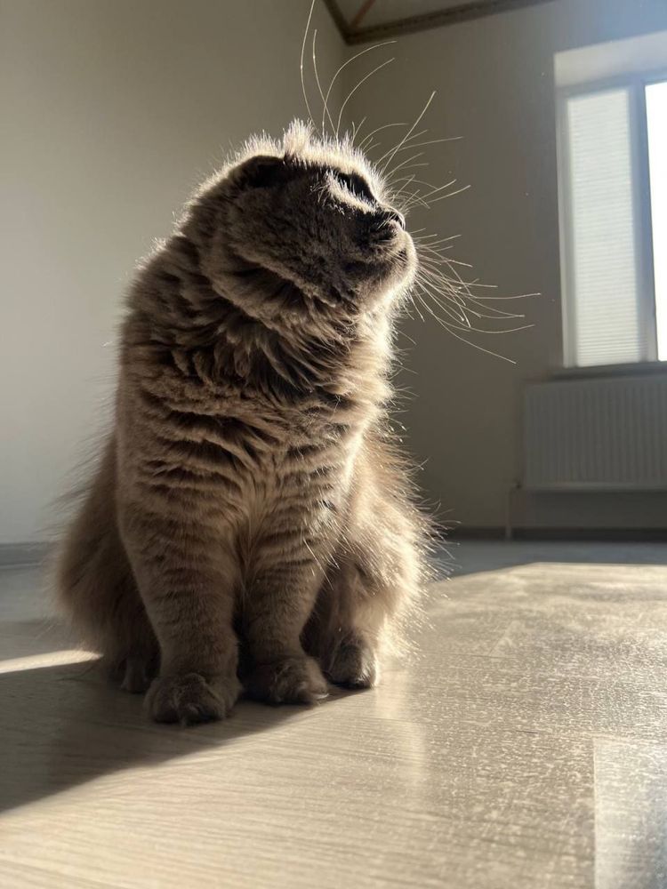 Вязка(кушиш учун) Вязка кот ждём прививитых прямоухих кошек