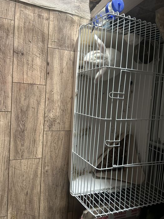 Продам кролика декоративного