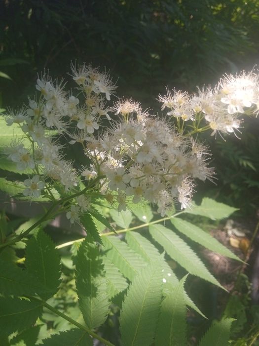 Рябинолист декоративный кустарник