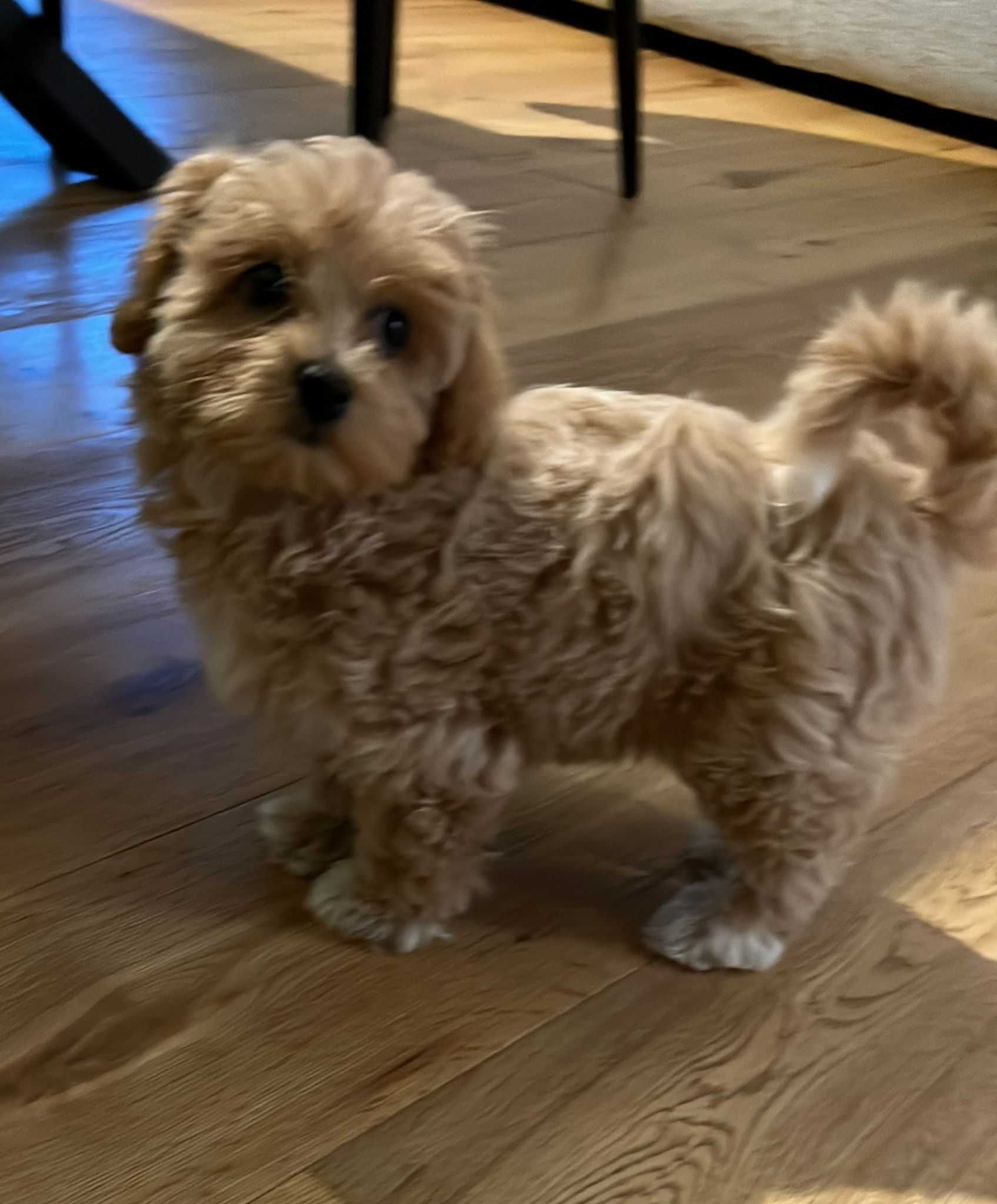 Maltipoo Toy pudel
