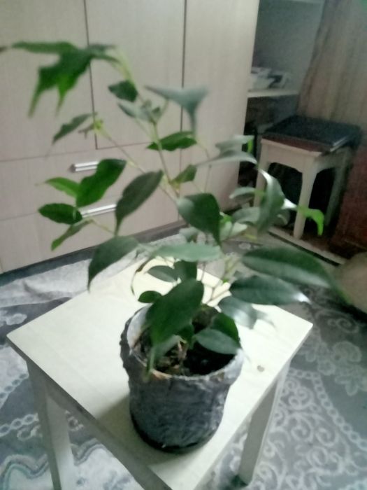 Продам , фикус Бенджамина, клеродендрум