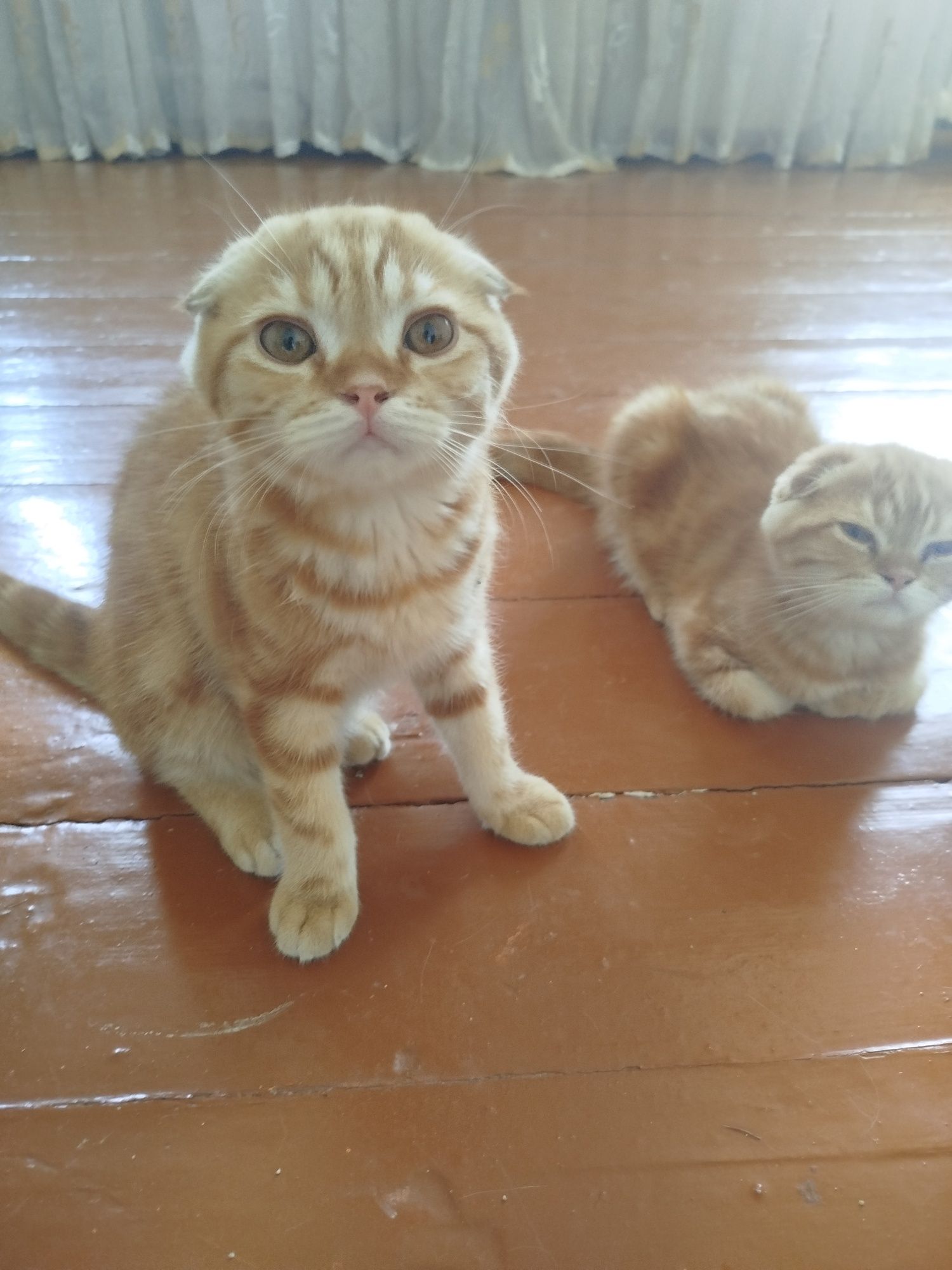 Котята очень милые