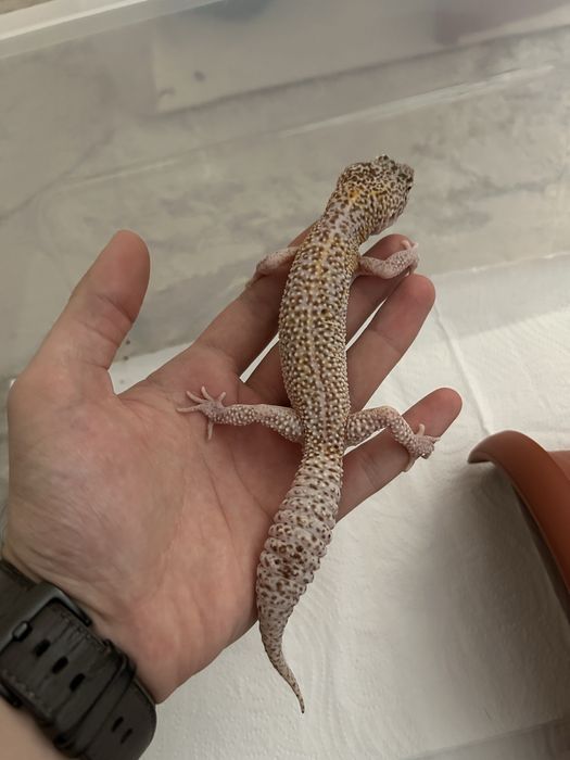 Самец Эублефар Tremper Albino Enigma Eclipse poss WY