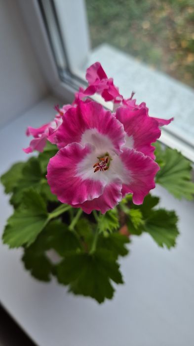 Королевская пеларгония