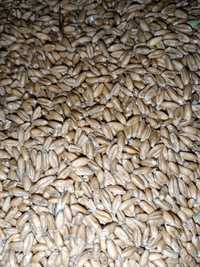 Пшеница семенная Омская 36