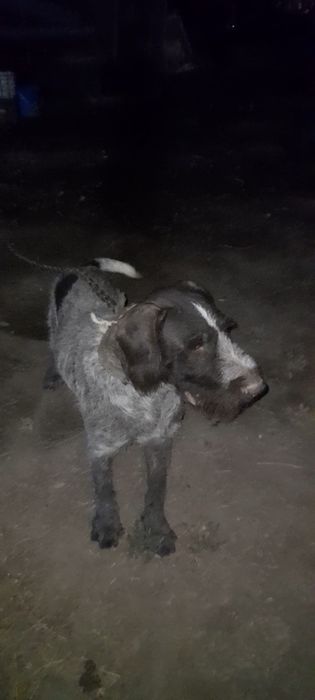 Дратхаар Курцхаар