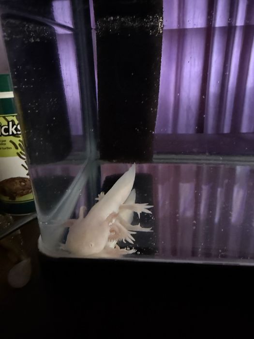 Vând acvariu cu axolot