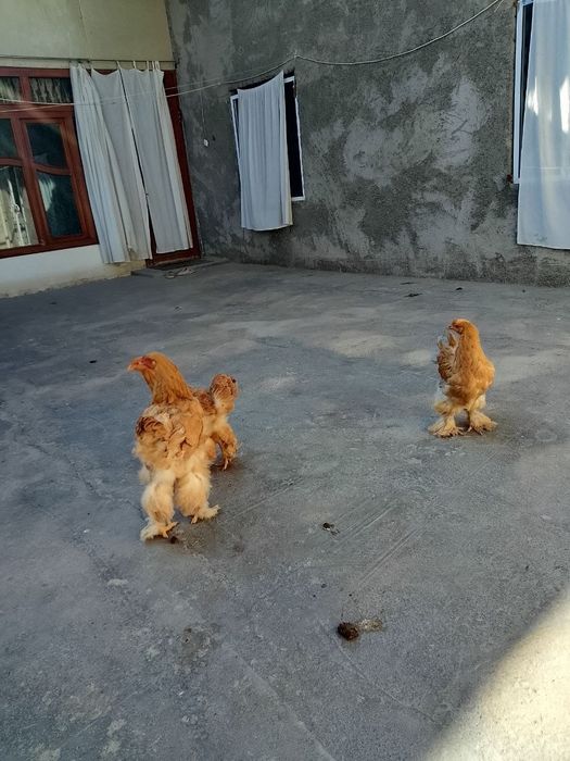 paliviy bramalar sotiladi zoti tozalari