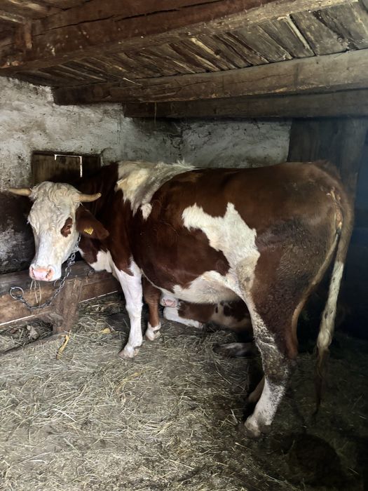 Juninca Gestanta Baltata Romaneasca