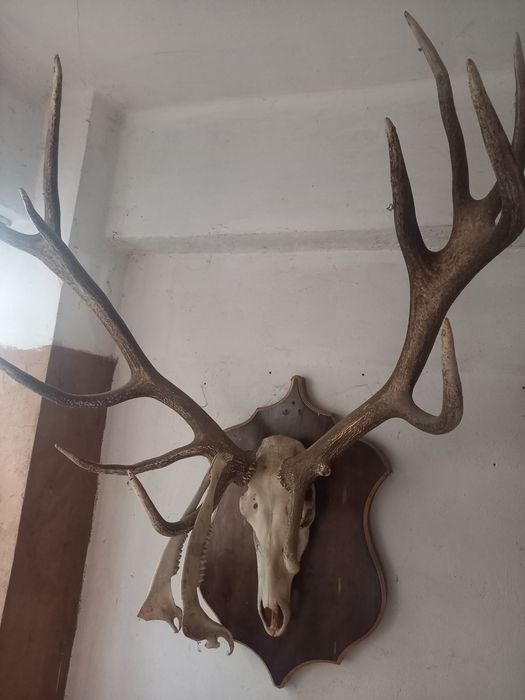 Ловен трофей благороден елен